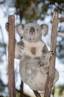 Koala (Phascolarctos Cinereous) resting on branches tree, Brisbane, Queensland, Australia