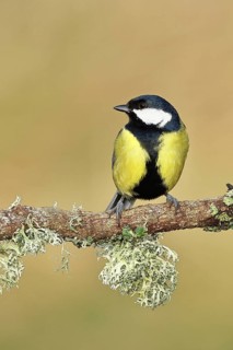 Great tit (Parus major) sitting on a branch overgrown with reindeer lichen (Cladonia rangiferina),