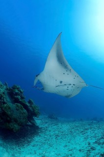 A graceful reef manta ray glides effortlessly over a vibrant coral reef in the Maldives, showcasing