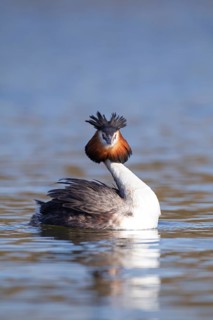 Great crested grebe (Podiceps cristatus) adult bird on a lake, England, United Kingdom
