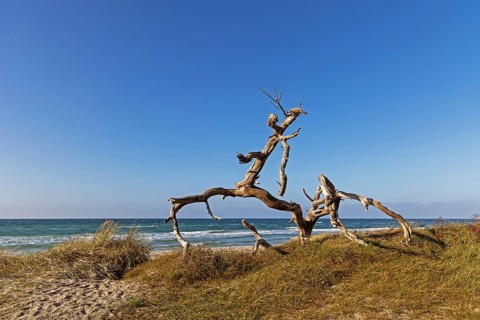 Dead wood on the west beach, dead tree, coastal landscape, blue sky, wood, Baltic Sea coast, Baltic