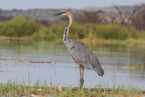 Goliath Heron (Ardea goliath), Lake Naivasha, Kenya