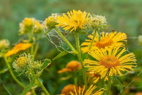 Meadow atlant (Inula britannica) flowers wetted by dew and mist in the morning light, Elbe valley