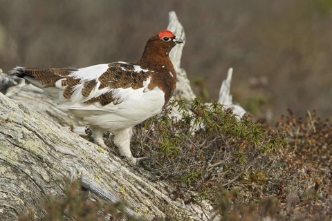 Willow Ptarmigan (Lagopus lagopus) male, Manitoba, Canada