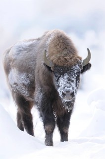 A bison in the snow, covered in frost and surrounded by winter landscape, bison (Bos bonasus),