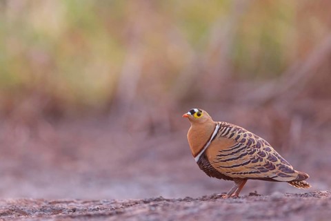 Bush flying fowl, (Pterocles quadricintus), three-banded flying fowl, three-banded flying fowl,