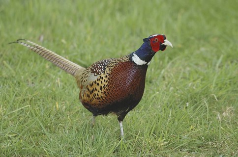 Common Pheasant (Phasianus colchicus) male, British Columbia, Canada