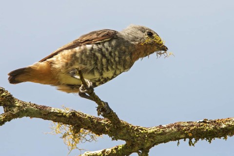 Buff-throated Purpletuft (Iodopleura pipra) perched on a branch in the Atlantic rainforest of