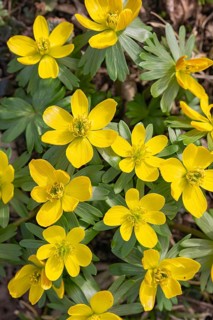 Winter aconite (Eranthis hyemalis), Schwaz, Tyrol, Austria