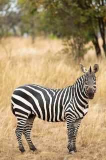 Steppe zebra (Equus quagga) or horse zebra, Akagera National Park or Kagera National Park, Eastern