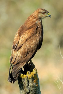 Common Buzzard (Buteo buteo) perched on a pale, Andalusia, Spain