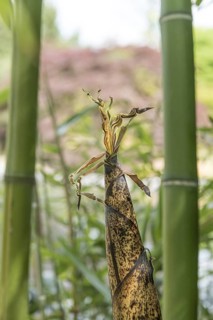 Vivax flat bamboo (Phyllostachys vivax 'Huangwenzhu'), Schloss Dyck, Germany