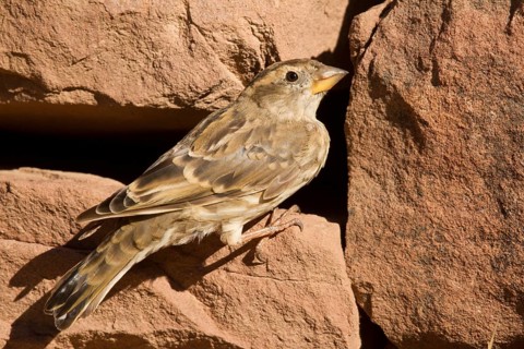 Rock Sparrow (Petronia petronia), Morocco