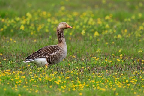 Greylag Goose (Anser anser)