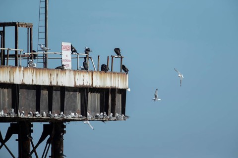 Kittiwake (Rissa tridactyla) and Cormorant (Phalacrocorax carbo) adult birds on an old oil platform