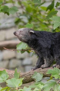 One binturong (Arctictis binturong), or bearcat balancing over branches framed by green leafs