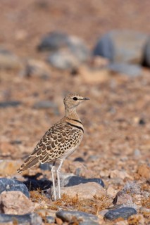 Double-banded Courser (Rhinoptilus africanus), Hardap, Namibia