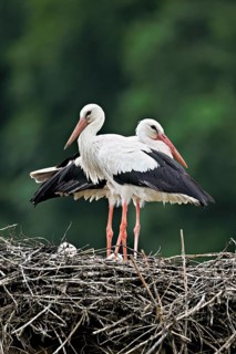 White storks (Ciconia ciconia), pair standing on eyrie, Canton Aargau, Switzerland
