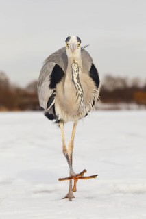 Grey Heron (Ardea cinerea), Berlin, Germany