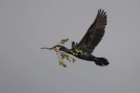 Great Cormorant (Phalacrocorax carbo) flying with nesting material in beak, Mecklenburg-Western