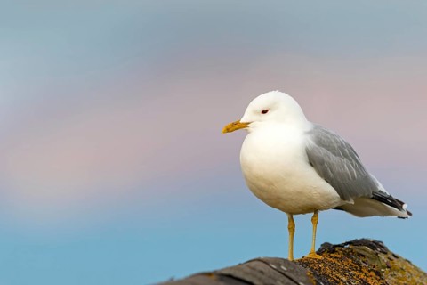 Sturmmöwe, Common Gull, Mew Gull, Larus canus, Goéland cendré, Gaviota Cana