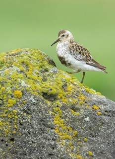 Rock Sandpiper (Calidris ptilocnemis), Alaska, USA