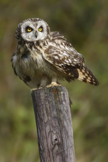Short-eared Owl (Asio flammeus), Texel, Netherlands