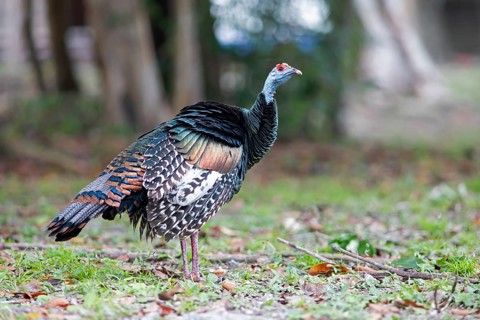 Peacock turkey (Meleagris ocellata) in Tikal National Park, Departamento Petén, Guatemala