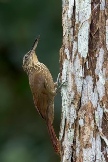 Cocoa Woodcreeper (Xiphorhynchus susurrans) perched on a branch in Panama