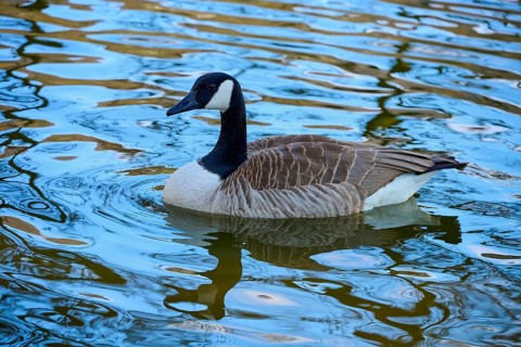 A Canada goose swimming in a body of water full of reflections, Canada goose (Branta canadensis),