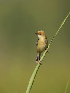 Golden-headed Cisticola (Cisticola exilis) male, Victoria, Australia