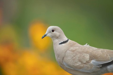 Collared dove (Streptopelia decaocto) adult bird head portrait, England, United Kingdom