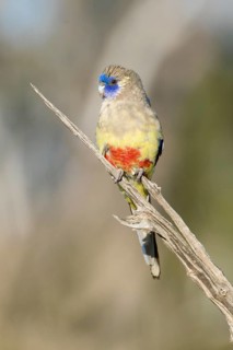 Eastern Bluebonnet (Northiella haematogaster) female, New South Wales, Australia