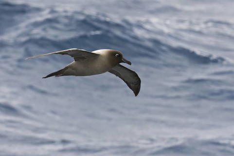 Light-mantled Albatross (Phoebetria palpebrata), Antarctica