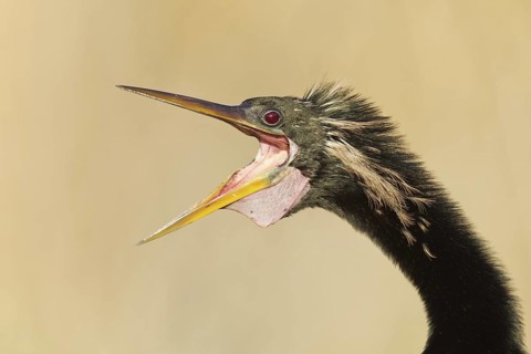 Anhinga (Anhinga anhinga), Florida, USA