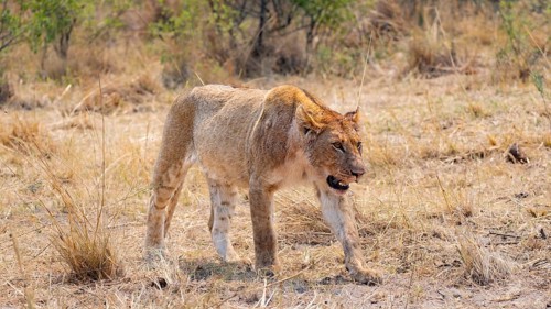 Lion (Panthera leo), young, Moremi Game Reserve, Botswana
