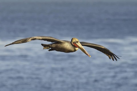 Brown Pelican (Pelecanus occidentalis), California, USA