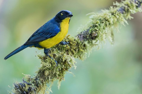 Santa Marta Mountain Tanager (Anisognathus melanogenys) perched on a branch in Colombia, South