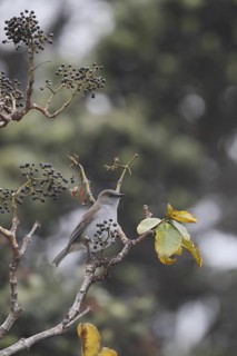 Photographed on the Island of Hawaii.Endemic to the Island of Hawaii