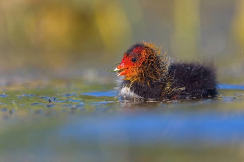 Eurasian Coot, coot, coot rail, black coot, (Fulica atra), chick, Hides de El Taray / Floating Hid,