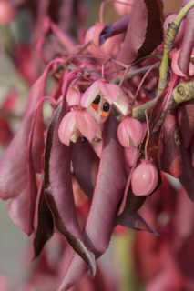 Spindle bush (Euonymus grandiflorus 'Red Wine'), Artmeyer Pflanzenforum, Hörstel, North