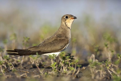 Collared Pratincole (Glareola pratincola), Andalusia, Spain