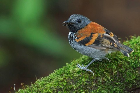 Spotted Antbird (Hylophylax naevioides) perched on a branch in Costa Rica