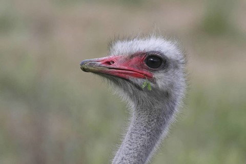 Common Ostrich (Struthio camelus), Western Cape, South Africa