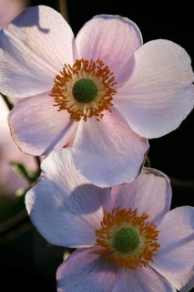 Beautiful flower of an anemone, summer, Germany
