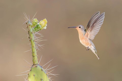 Buffy Hummingbird (Leucippus fallax) flying, Colombia