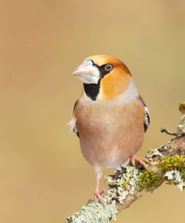 Hawfinch (Coccothraustes coccothraustes) male sitting on a branch covered with moss and lichen,
