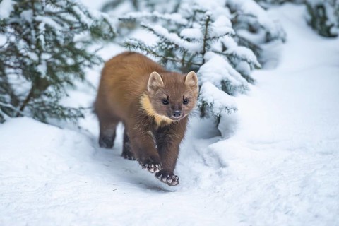 European pine marten (Martes martes) running in the snow in winter, National Park Bavarian Forest,