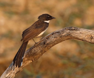 Malaysian Pied Fantail (Rhipidura javanica) perched on a branch, Thailand