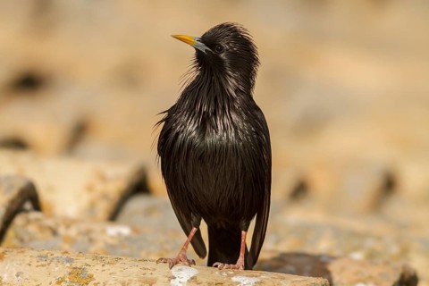 Spotless Starling (Sturnus unicolor) on roof, Castile-La Mancha, Spain
